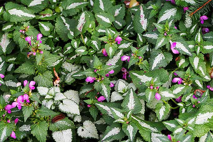 Flowering Ground Covers For Yard, Ground Cover Flowers For Shade Uk