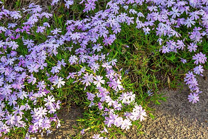 15 Of The Best Flowering Ground Covers, Ground Cover Plants With Purple Blooms