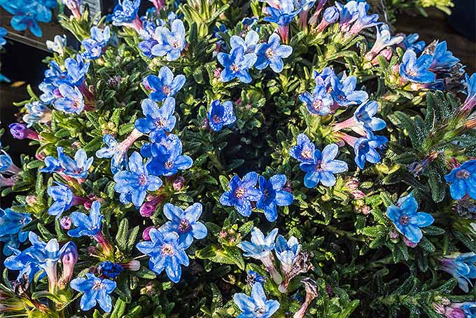 A close up horizontal image of Lithodora with bright blue flowers growing in the garden pictured in bright sunshine.