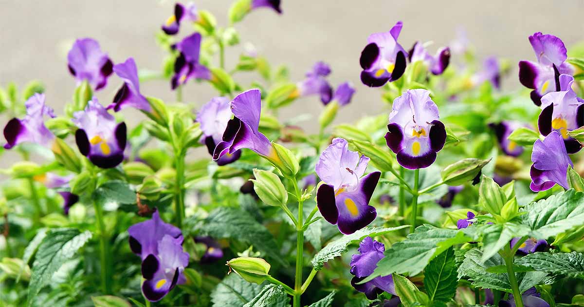 How To Grow Torenia For A Bright Spot In The Shade Gardener S Path