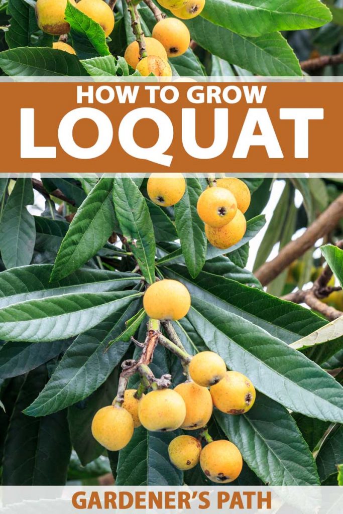 Eriobotrya japonica Tree 12 “-24” inches height Loquat Live Tropical Fruit