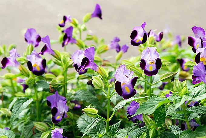 Purple, lavender, and white clown flowers | GardenersPath.com