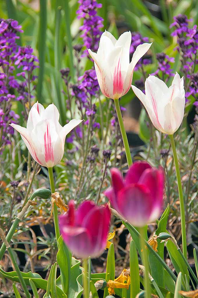 A close up vertical image of colorful tulips growing in the garden with ground cover in between.