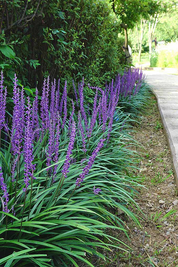 A close up vertical image of liriope growing by the side of a road with deep green foliage and purple flowers.
