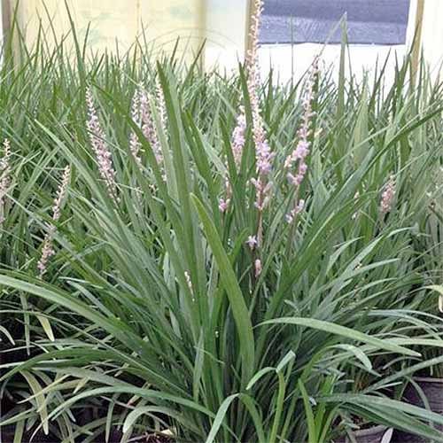 A close up square image of Liriope spicata growing in the garden.