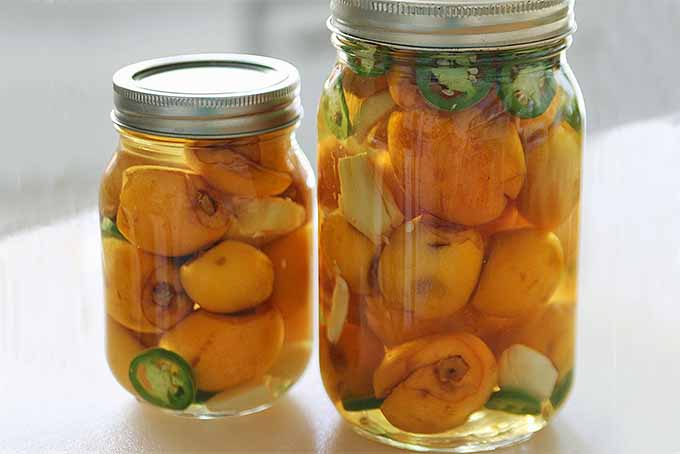 A close up horizontal image of two jars filled with pickled loquats set on a white surface.