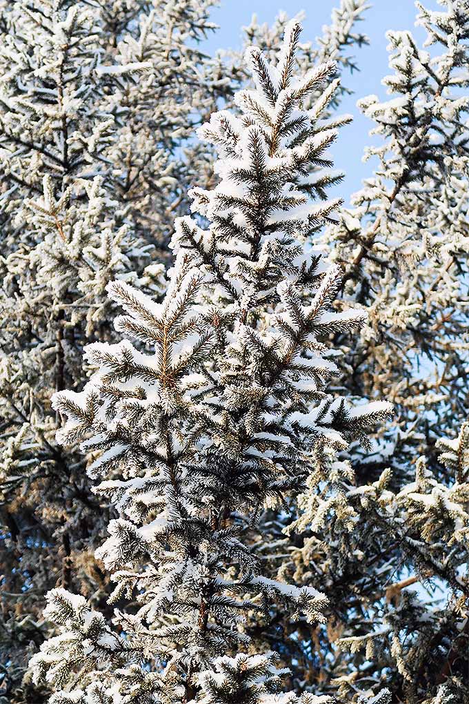 Before the heavy snows of the season hit, protect your trees so they will remain healthy through the winter with our tips: https://gardenerspath.com/plants/landscape-trees/prep-trees-winter/
