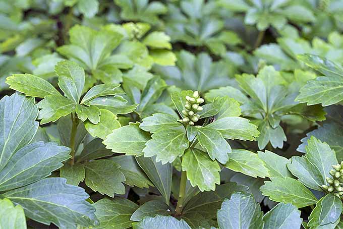 A close up horizontal image of pachysandra growing in the garden.