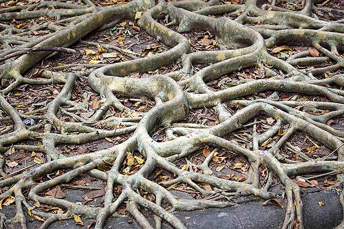 Root Stress Can Bring the Demise of the Top of a Tree | GardenersPath.com