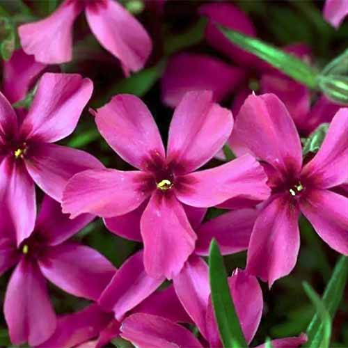 A close up square image of the pinkish red flowers of creeping phlox 'Scarlet Flame.'