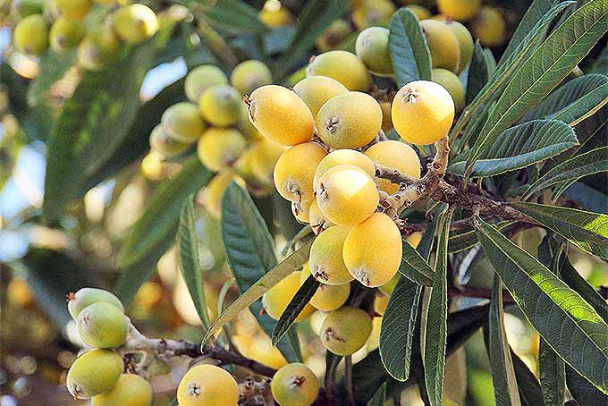 Unusual Fruit Trees - 8 Exotic Fruits To Grow In The Uk Blog At Thompson Morgan / Trees of all kinds are the backbone of a garden.