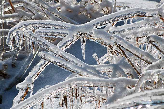 Ice-covered tree branches | GardenersPath.com