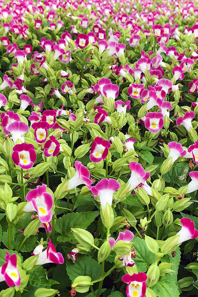 A close up vertical image of a swath of torenia flowers gracing the summer garden with pink and white bicolored flowers.