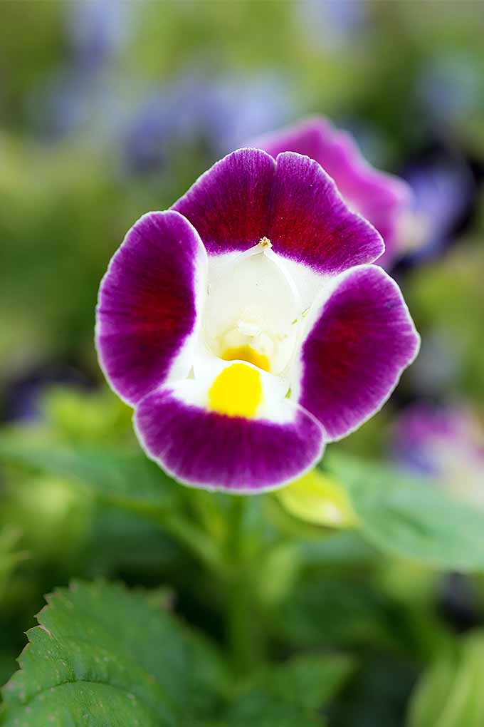 A close up vertical image of a torenia flower growing in the garden pictured on a soft focus background.