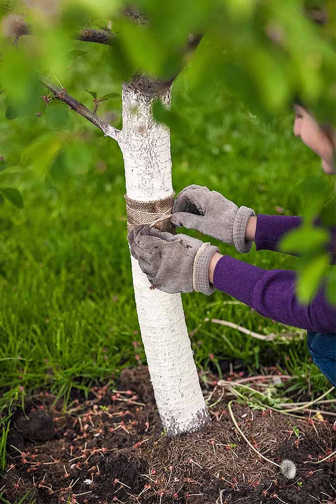 Wrapping trees, mulching, watering, and more can help to keep them healthy throughout the winter. Try our tips: https://gardenerspath.com/plants/landscape-trees/prep-trees-winter/