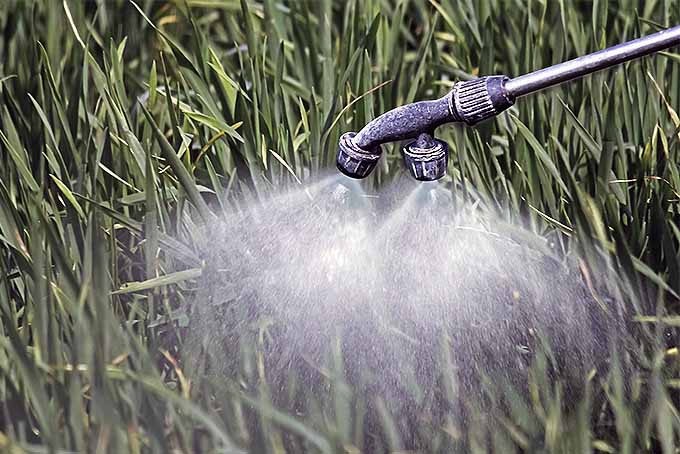 Closeup of a hose sprayer spraying herbicides on a lawn. | GardenersPath.com