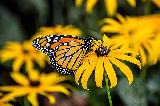 A close up horizontal image of a butterfly feeding on a black-eyed Susan flower pictured on a soft focus background.