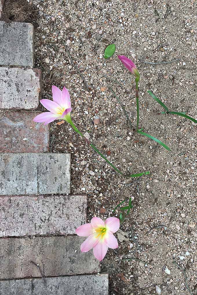 A vertical image of a brick-edged pathway with small pink flowers growing through the gravel.