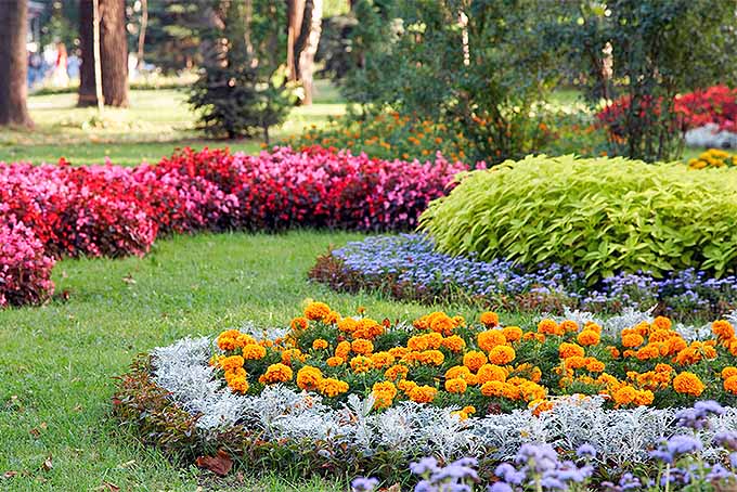 Orange marigolds planted in a decorative flower bed with a dusty miller border, with other types of green foliage and pink flowers in the background | GardenersPath.com