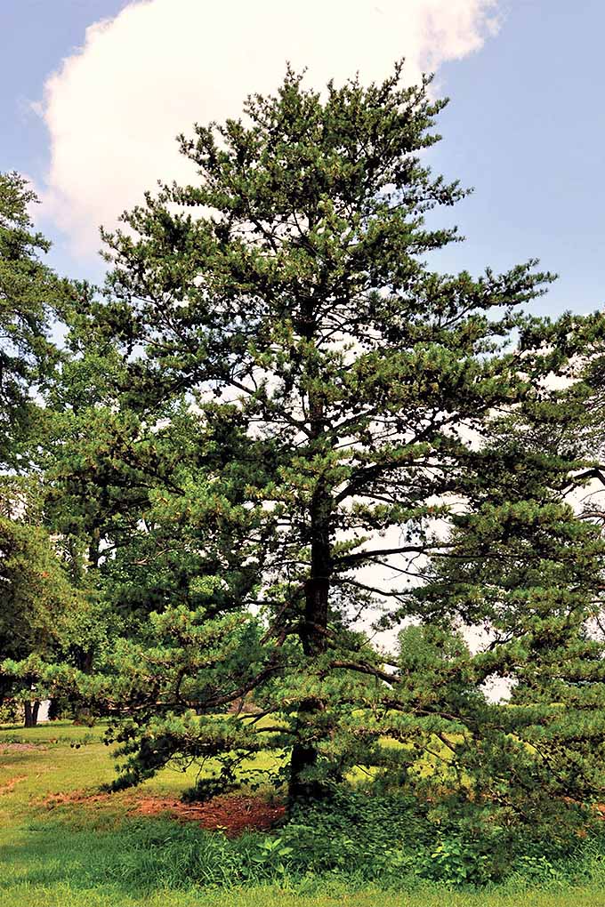 Virginia pine (Pinus virginiana).