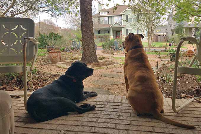 A horizontal image of one brown and one black dog on a brick paved porch looking out into a backyard with a house in soft focus in the background.