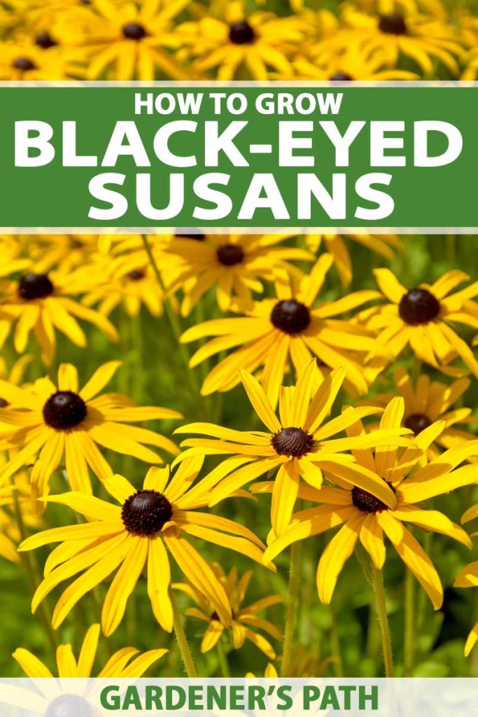 A close of few of a clump of yellow black-eyed susan flowers in bloom.