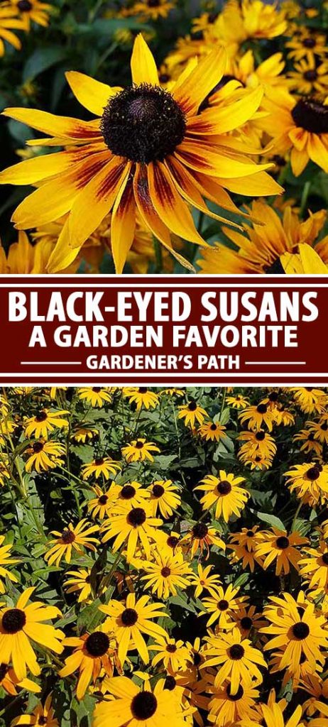 A collage of photos showing different views of black-eyed susan flowers in bloom.