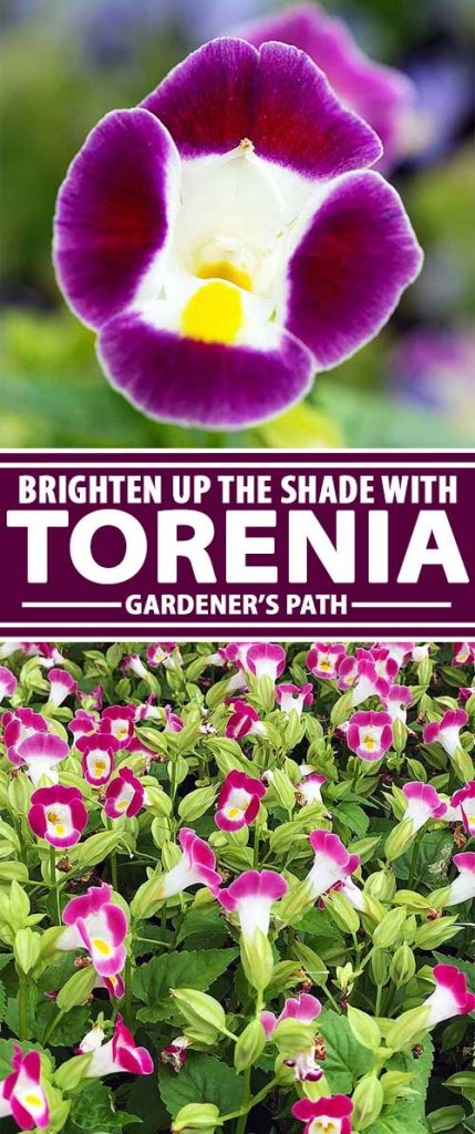 A collage of photos showing both close up and medium views of Torenia flowers and blooms.