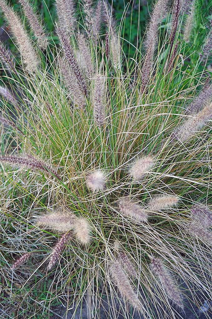 A close up vertical image of a clump of ornamental grass growing in the garden with seed heads providing texture and interest.