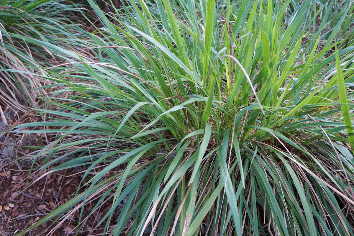 A clump of ornamental Fakahatchee grass growing in the garden.