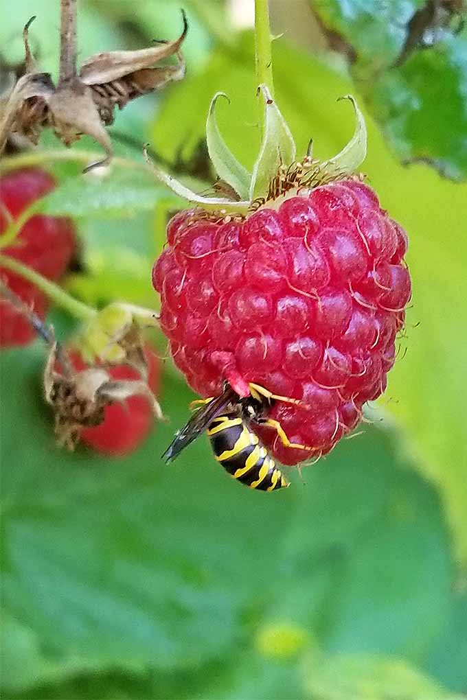 Are yellowjackets getting the best of your raspberry harvest? We share our tips to implement integrated pest management and other organic methods in your garden, plus safety tips for applying chemicals: https://gardenerspath.com/how-to/beginners/safe-chemical-application/