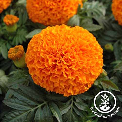 Moonsong Deep Orange Marigolds | GardenersPath.com