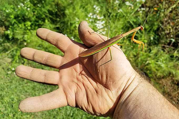The praying mantis is a welcome visitor to the garden for keeping pest populations down organically. | GardenersPath.com