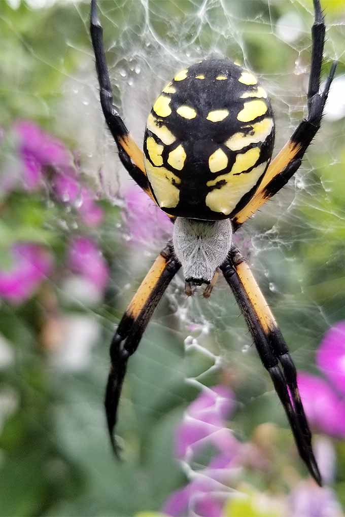 Argiope aurantia is a welcome visitor to the garden, thanks to their ability to gobble up unwanted pests. Learn more about organic alternatives to keep your garden thriving, as well as tips for safe chemical application: https://gardenerspath.com/how-to/beginners/safe-chemical-application/