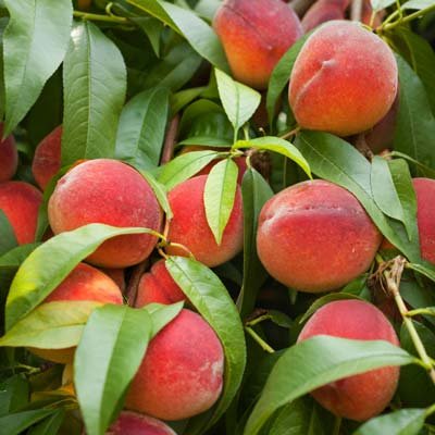How to Grow and Care for Peach Trees   Gardener s Path - 45