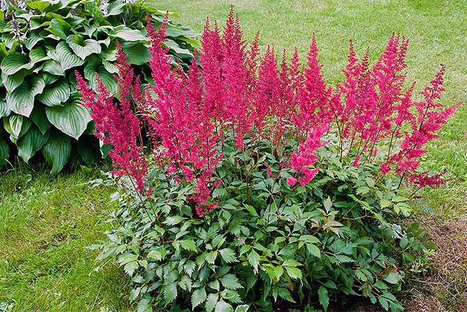 Red astilbe and hosta | GardenersPath.com