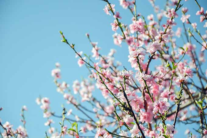 A peach tree blossoming bright pink flowers | GardenersPath.com