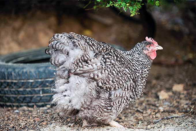 A small chicken with white and black feathers and a red comb stands in front of a tire, looking to the right and standing underneath the leaves of a small bush.