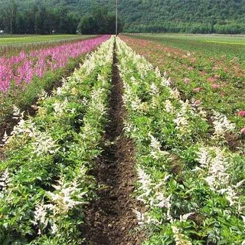 White 'Bridal Veil' astilbe growing in a field in rows | GardenersPath.com