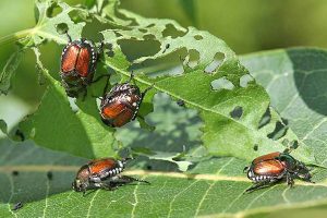 Doing Battle with Japanese Beetles: Tips for Banning Them From Your Garden