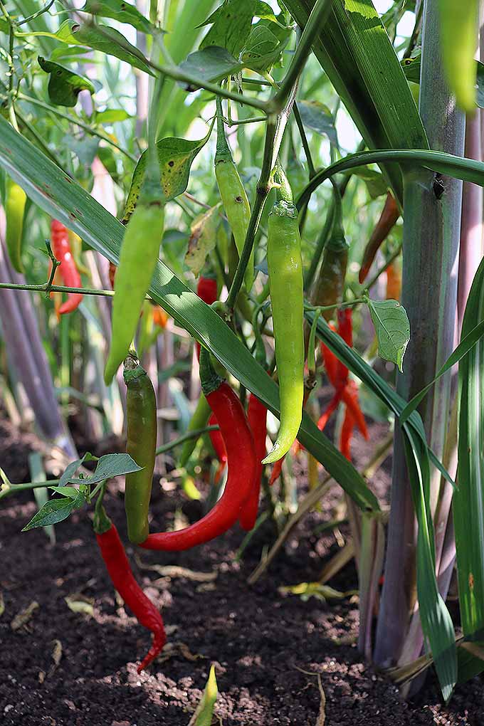 Want to learn how to grow your own hot chili plants? These guys are productive- so they're perfect for sharing! Read more now on Gardener's Path, or Pin It for later.