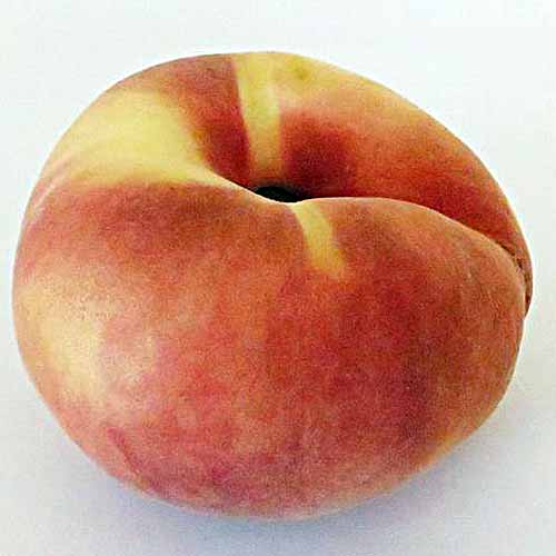 Feshly Picked Donut Peach | GardenersPath.com