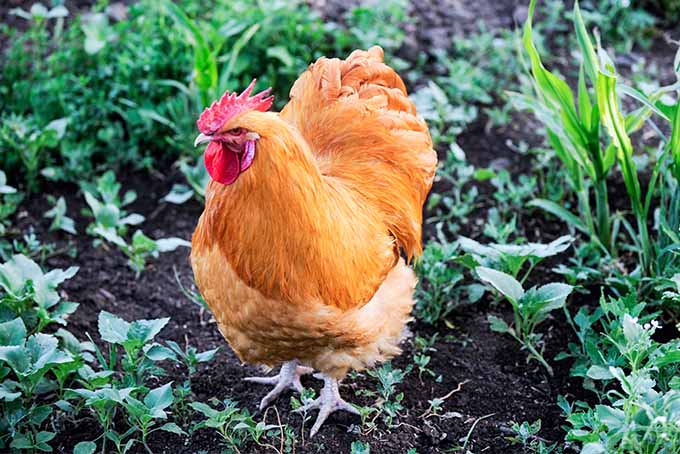 An orange hen stands in a garden. The soil it stands on is dark and rich with many different types of plants growing around the bird.