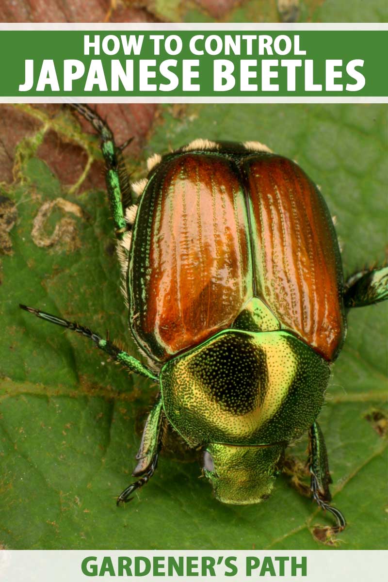 Macro photo of Japanese beetle on a leaf.