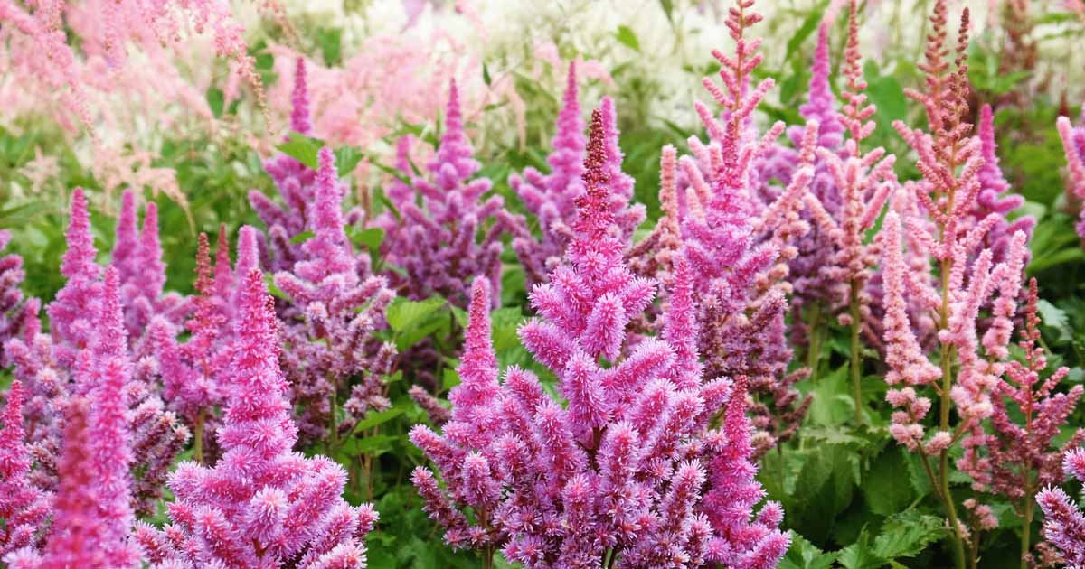 Image of Astilbes perennials for shade