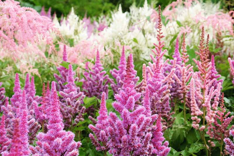 PUMILA ROSEY LILAC ASTILBE GROUND COVER SHADE PERENNIAL FLOWER SEEDS 50 