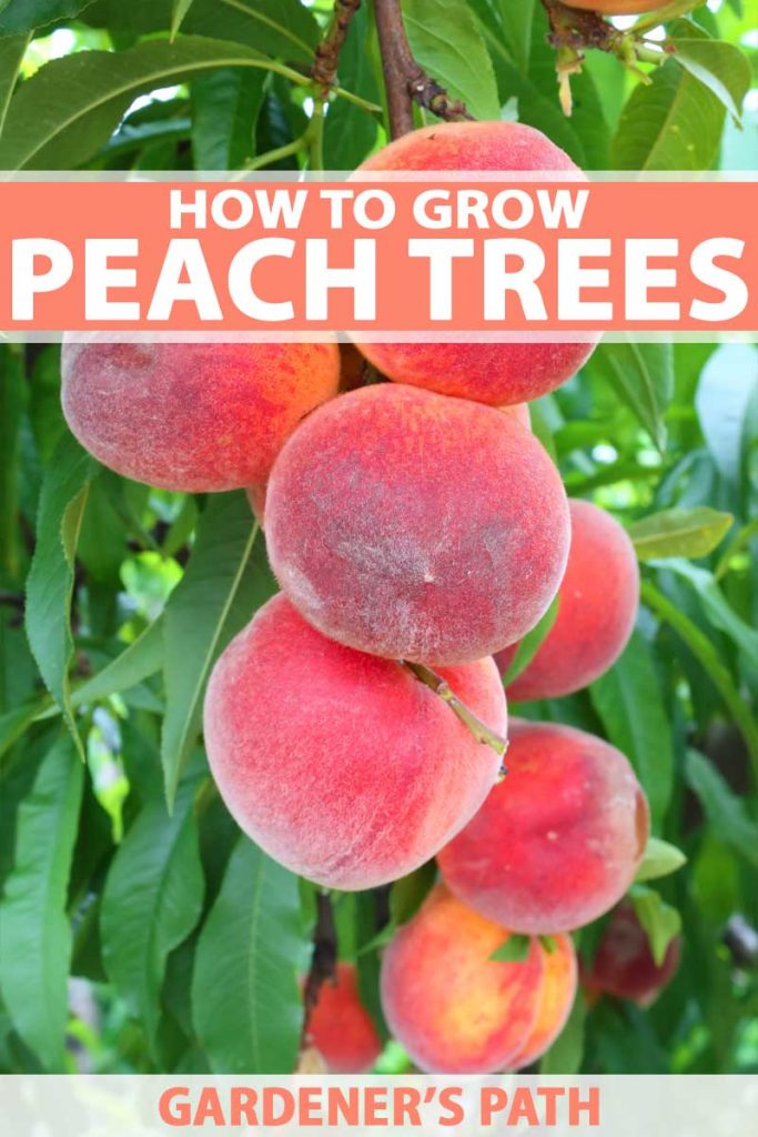 Close up of a batch of fresh and juicy peaches growing on the tree.