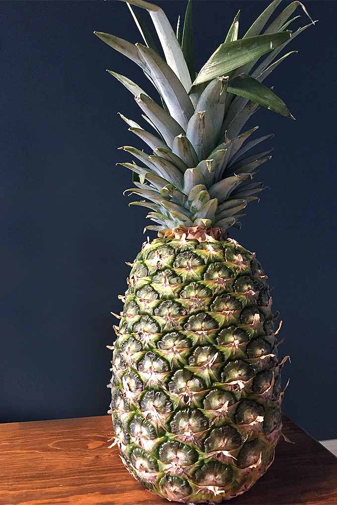 A large pineapple rests on the edge of a dark wooden table. The fruit is standing vertically with its tall, pointed leaves reaching out of the frame. The wall behind is a dark shade of blue.