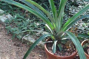 How to Regrow Pineapple from Kitchen Scraps