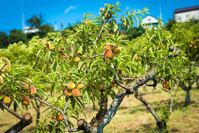 Bisakah pohon persik berbuah tanpa pohon lain?